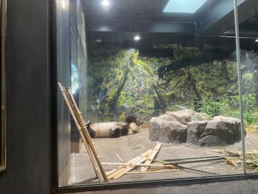 恩賜上野動物園に投稿された画像（2026/1/19）