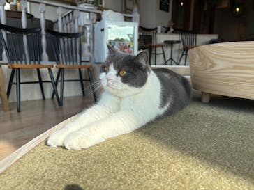 猫カフェモカ　原宿店に投稿された画像（2026/1/19）