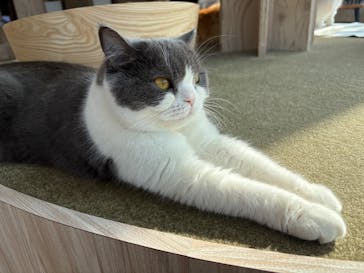 猫カフェモカ　原宿店に投稿された画像（2026/1/19）