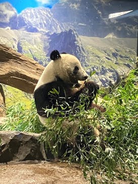 恩賜上野動物園に投稿された画像（2026/1/19）