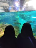 新江ノ島水族館に投稿された画像（2026/1/19）
