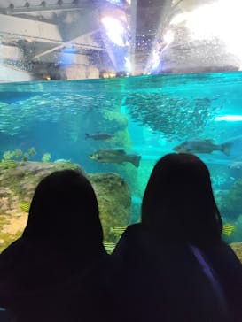 新江ノ島水族館に投稿された画像（2026/1/19）