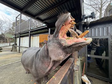 ANIMAL WONDER REZOURT 市原ぞうの国・サユリワールドに投稿された画像（2026/1/19）
