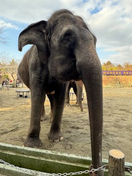 ANIMAL WONDER REZOURT 市原ぞうの国・サユリワールドに投稿された画像（2026/1/19）
