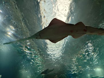 マクセル アクアパーク品川に投稿された画像（2026/1/19）