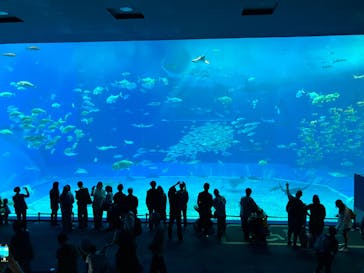 沖縄美ら海水族館に投稿された画像（2026/1/19）
