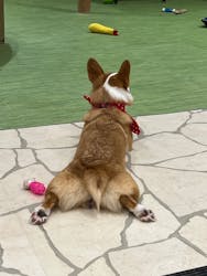 いぬカフェRio 下北沢店に投稿された画像（2026/1/19）