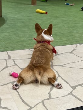 いぬカフェRio 下北沢店に投稿された画像（2026/1/19）