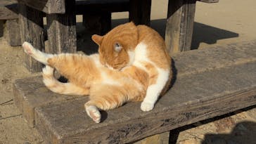 備北タクシー高梁営業所に投稿された画像（2026/1/19）