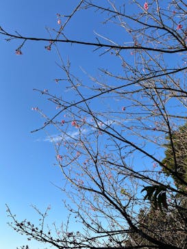 今帰仁城跡に投稿された画像（2026/1/19）