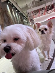 いぬカフェRio 池袋店に投稿された画像（2026/1/19）