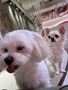 いぬカフェRio 池袋店に投稿された画像（2026/1/19）