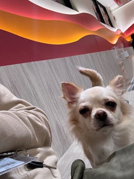 いぬカフェRio 池袋店に投稿された画像（2026/1/19）