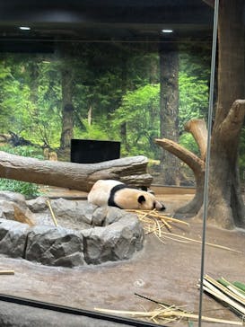 恩賜上野動物園に投稿された画像（2026/1/19）