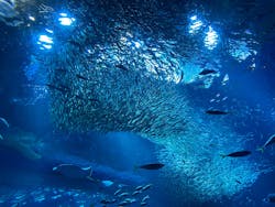 アクアワールド茨城県大洗水族館に投稿された画像（2026/1/19）