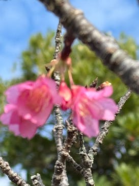 今帰仁城跡に投稿された画像（2026/1/20）