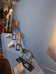 特別展「大絶滅展―生命史のビッグファイブ」に投稿された画像（2026/1/20）