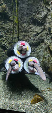 仙台うみの杜水族館に投稿された画像（2026/1/20）