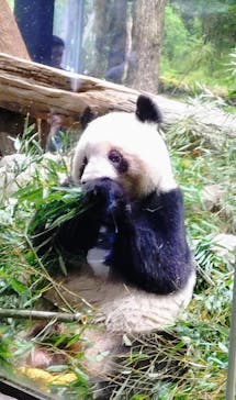 恩賜上野動物園に投稿された画像（2026/1/20）