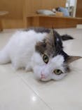 Cat Café MOFF イオンモール豊川店に投稿された画像（2026/1/20）