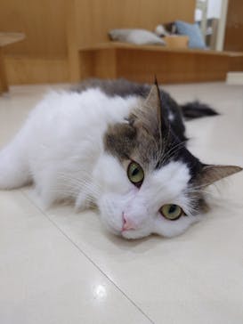 Cat Café MOFF イオンモール豊川店に投稿された画像（2026/1/20）