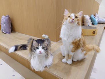 Cat Café MOFF イオンモール豊川店に投稿された画像（2026/1/20）