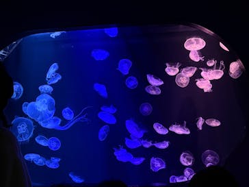 マリンワールド海の中道に投稿された画像（2026/1/20）