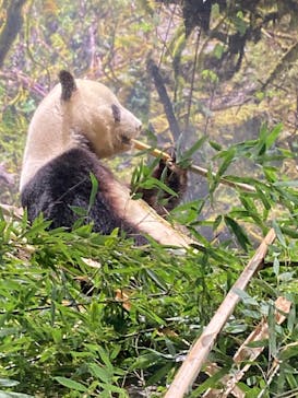 恩賜上野動物園に投稿された画像（2026/1/20）