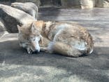 天王寺動物園に投稿された画像（2026/1/20）