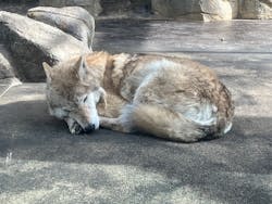天王寺動物園に投稿された画像（2026/1/20）