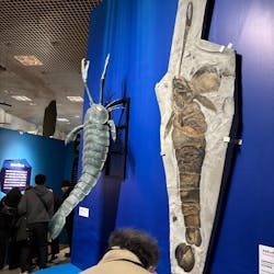 特別展「大絶滅展―生命史のビッグファイブ」に投稿された画像（2026/1/20）