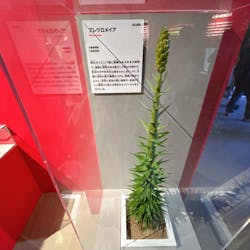 特別展「大絶滅展―生命史のビッグファイブ」に投稿された画像（2026/1/20）