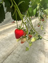 the BERRY YOKOHAMAに投稿された画像（2026/1/20）