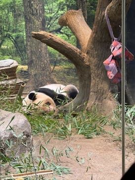 恩賜上野動物園に投稿された画像（2026/1/20）