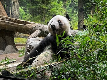 恩賜上野動物園に投稿された画像（2026/1/20）