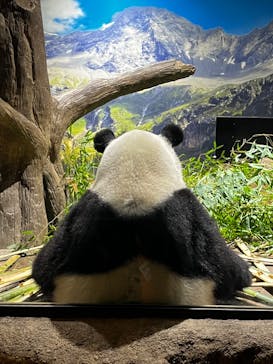 恩賜上野動物園に投稿された画像（2026/1/20）