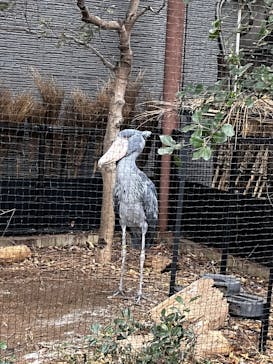 恩賜上野動物園に投稿された画像（2026/1/20）
