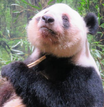 恩賜上野動物園に投稿された画像（2026/1/20）