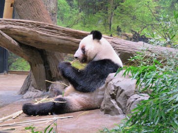 恩賜上野動物園に投稿された画像（2026/1/20）