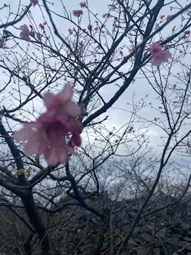 今帰仁城跡に投稿された画像（2026/1/20）