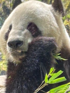 恩賜上野動物園に投稿された画像（2026/1/20）