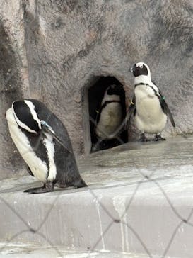 恩賜上野動物園に投稿された画像（2026/1/20）