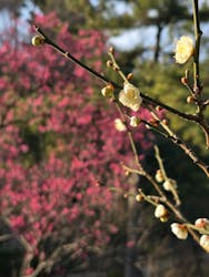 三溪園に投稿された画像（2026/1/20）