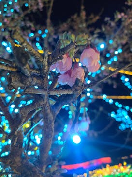 伊豆高原グランイルミに投稿された画像（2026/1/20）