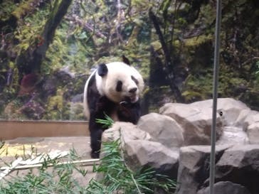 恩賜上野動物園に投稿された画像（2026/1/20）