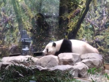 恩賜上野動物園に投稿された画像（2026/1/20）