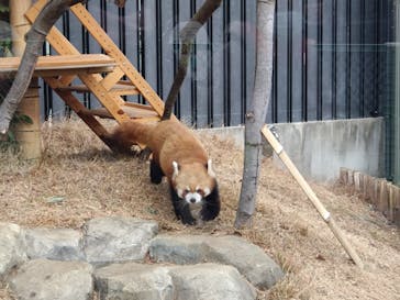 恩賜上野動物園に投稿された画像（2026/1/20）