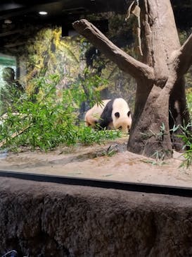 恩賜上野動物園に投稿された画像（2026/1/20）