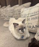 猫カフェモカ　大阪心斎橋店に投稿された画像（2026/1/20）