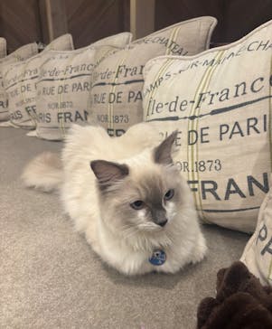 猫カフェモカ　大阪心斎橋店に投稿された画像（2026/1/20）